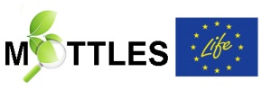 Logo PROGETTO UE MOTTLES